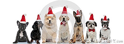 Group of seven santa claus puppies sitting together Stock Photo