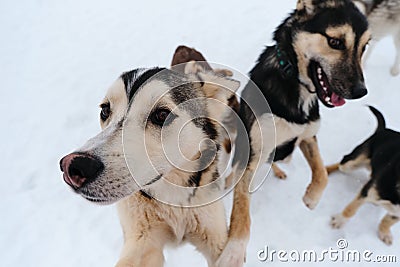 Adorable cute young dogs. Group of several Alaskan husky puppies on walk on snowy winter day in kennel of northern sled dogs. Stock Photo