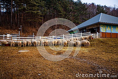 Pyeongchang, South Korea- March 2019:Group of sheep bafattaick side at the farm with farm house Editorial Stock Photo