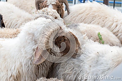 Group of sheep while eating Stock Photo