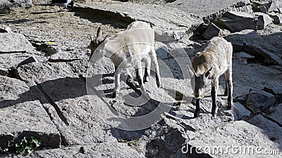 Group of sheep gazing, walking and resting on a green pasture in Altai mountains. Siberia, Russia Stock Photo