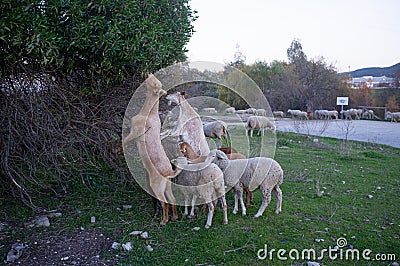 Group of sheep grazing on the roadside Stock Photo