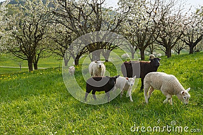 Group of sheep on a mountain pasture Stock Photo