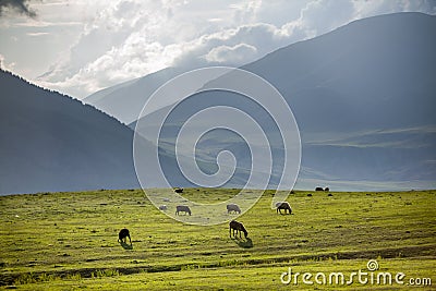 Group of sheeps pasturing in mountains Stock Photo