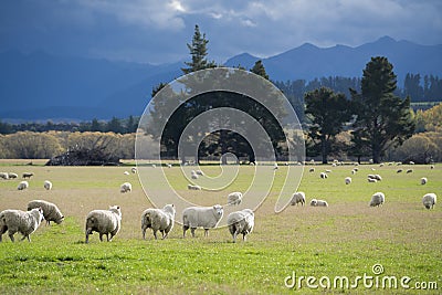 A group of sheeps standing in a field in New Zealand Stock Photo