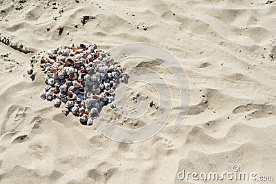 Group of Shells on Wet Sand Copy Space with selective focus Stock Photo