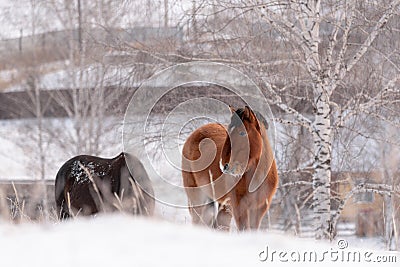 Group Of Siberian Horses On A Free Grazing In The Winter. Pretty Brown Steed With A Muzzle In Hoarfrost. Freezing Day In Altai Rep Stock Photo