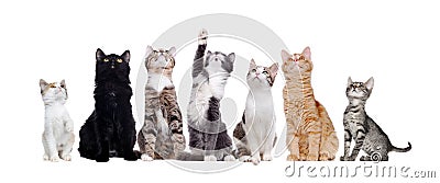 Group of sitting cats looking up Stock Photo