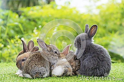 Group of six cuddly furry rabbit sitting and lying down sleep together on green grass over natural background. Easter newborn Stock Photo