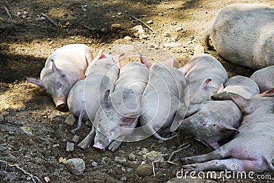 Group of sleeping piglets with the sow in a country farm Stock Photo