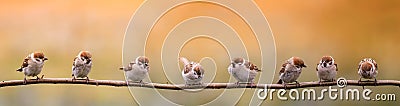 Group of small birds sparrows sitting on a branch in the warm sun, summer garden Stock Photo