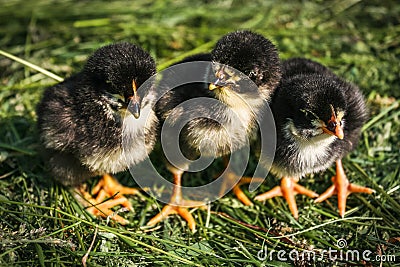 Three little black chickens in green grass. Stock Photo