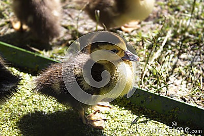 Group small ducklings eating on groun Stock Photo