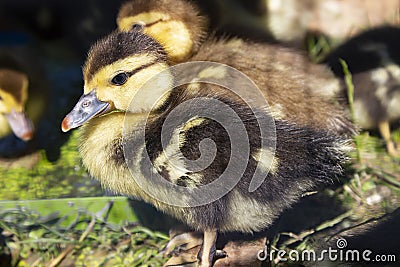 Group small ducklings eating on groun in the farm Stock Photo