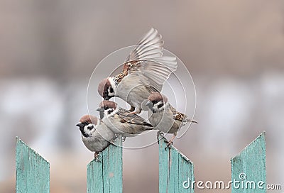 Group of small funny birds sparrows sit on a wooden fence on top of each other and argue Stock Photo