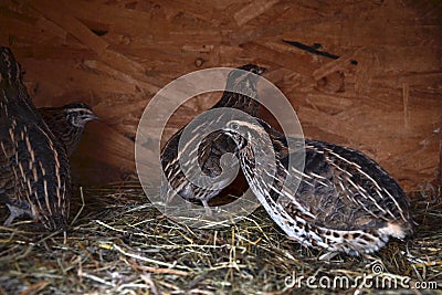 Group of small Japanese quails in a wooden cage on tha barnyard Stock Photo