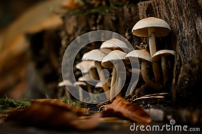 Group of small poisonous mushrooms Hypholoma capnoides growing on old stum Stock Photo