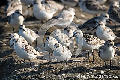 Group of small sanderling sandpipers on a rock jetty. Stock Photo