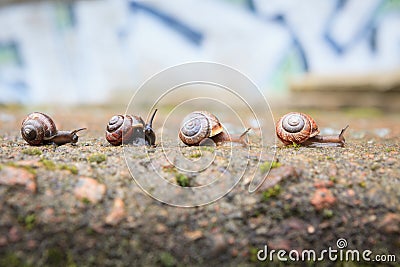 Group of small snails going forward Stock Photo