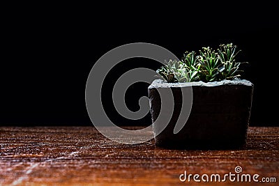 Group of small trees in the cement pot on the wooden table in the darkroom growing from the less sunlight. black background and Stock Photo