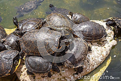 A group of small turtles Stock Photo