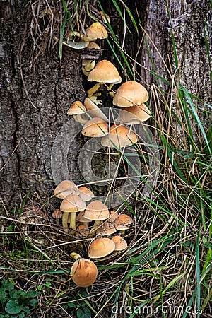 Group of small yellow mushrooms growing on the old tree trunk. Hypholoma fasciculare known as clustered woodlover and sulfur tuft Stock Photo
