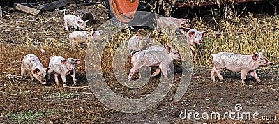Group of small young dirty pigs on a farm Stock Photo