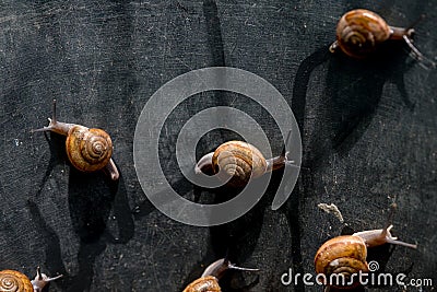 Close up photo - Snail Stock Photo