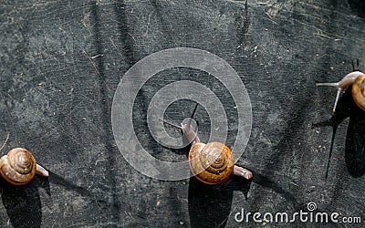 Close up photo - Snail Stock Photo