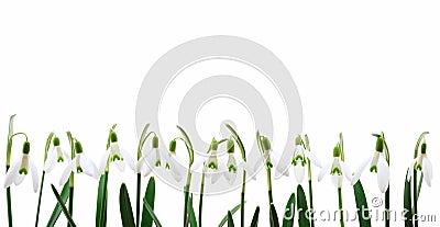 Group of snowdrop flowers growing in row, isolat Stock Photo