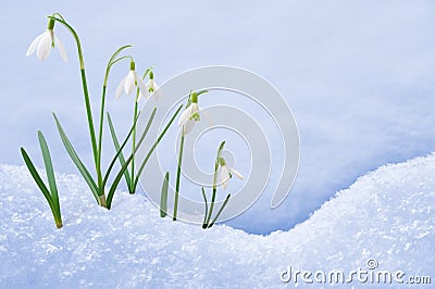 Group of snowdrop flowers growing in snow Stock Photo