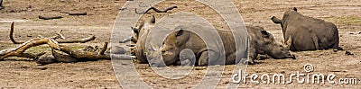 Group of southern white rhinoceroses resting on the ground, Endangered animal specie from Africa Stock Photo