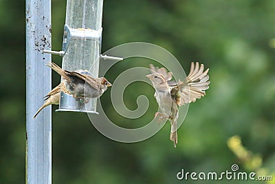 Group of sparrows eating from garden feeder Stock Photo