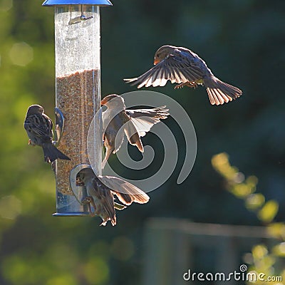 Group of sparrows eating from garden feeder Stock Photo