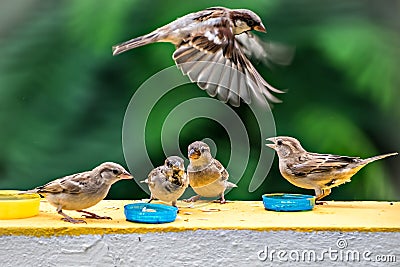 Group of sparrows eating their food on a wall with one flying Stock Photo