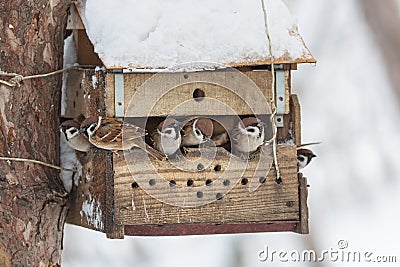 Group of sparrows on the feeder in the winter park Stock Photo