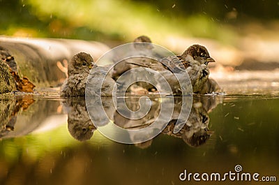 Group of sparrows reflected in rainwater Stock Photo