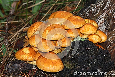 A group of Spectacular Rustgill Mushrooms, Gymnopilus junonius, growing in woodland in the UK. Stock Photo