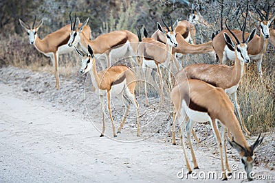 Group of Springbok antelopes is cautiously crossing a dirt road Stock Photo
