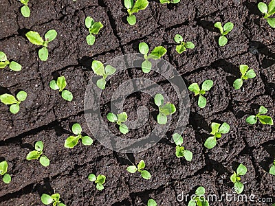 Small sprouts of lettuce Stock Photo