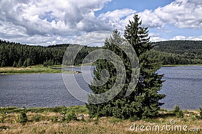 Group of spruces on bank of lake Flaje Stock Photo