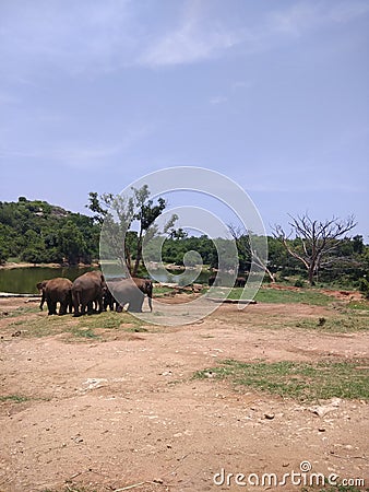 Group of Sri Lankan elephants near the water in safari Stock Photo