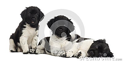 Group of Stabyhoun puppies in a row, isolated Stock Photo