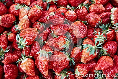 Freshly harvested Sybilla strawberry background Stock Photo