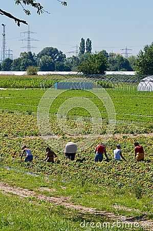 Group of strawberry pickers working Editorial Stock Photo