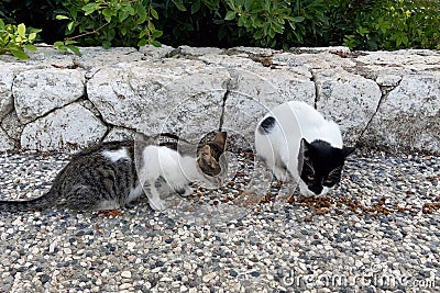 Group of stray cats eating feed on the street.Homeless cat eats cat food in street Stock Photo