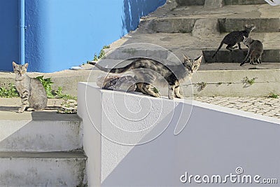 A group of stray cats on the steps Stock Photo