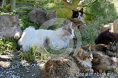 Group of stray cats Stock Photo