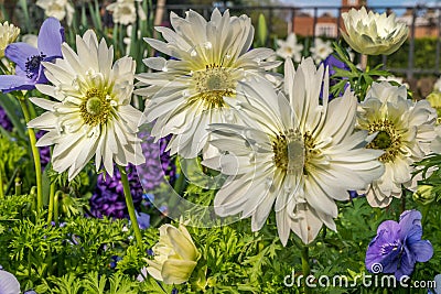 A group of strong African daisies, beautiful Osteospermum plants in the garden Stock Photo