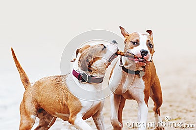 A group of strong American Staffordshire Terriers play with a stick. Two dogs jumping along the beach Stock Photo